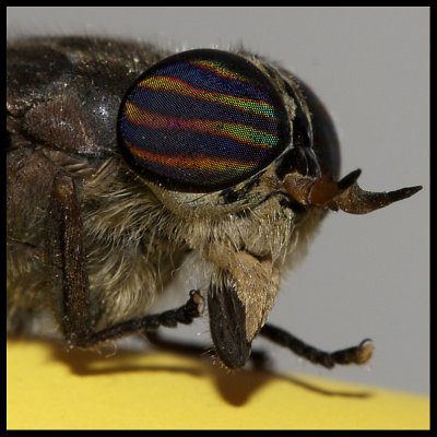 Horsefly Visitor II