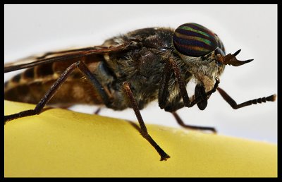 Horsefly Visitor