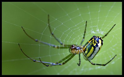 Orb Spider