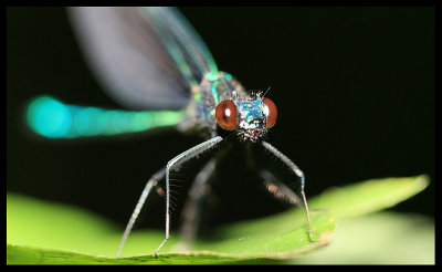 Damselfly