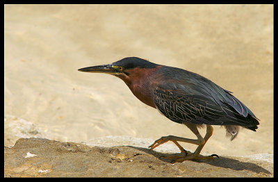 Kingfisher