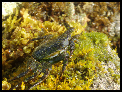 Crab on the Rocks