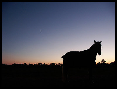 Horse with Cresent Moon