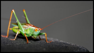 Katydid/Grasshopper