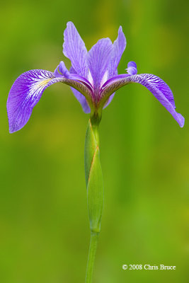 Blue Flag (Iris versicolor)