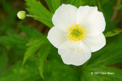 Canada Anemone (Anemone Canadensis)