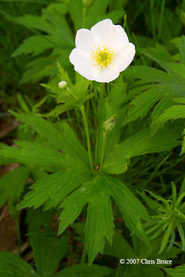 Canada Anemone (Anemone Canadensis)