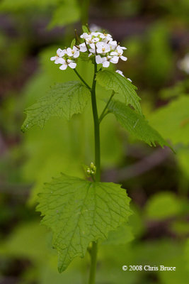 Garlic Mustard (Alliaria petiolata)