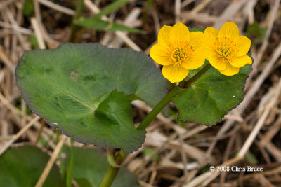 Marsh Marigold (Caltha palustris)