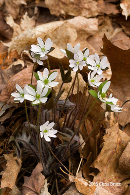 Round-lobed Hepatica (Hepatica nobilis)