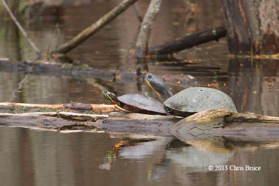 Blanding's Turtle & Painted Turtle