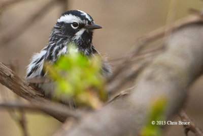 Black-and-White Warbler