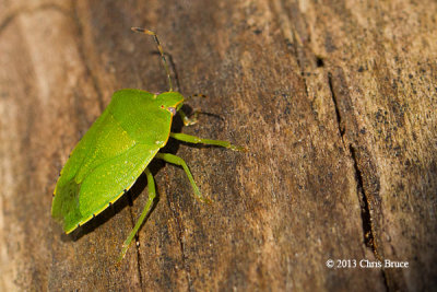 Bugs (Hemiptera)