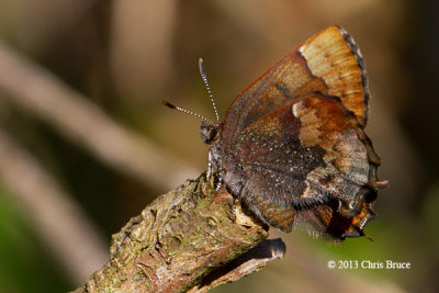 Henry's Elfin (Callophrys henrici)