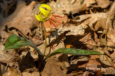 Trout Lily (Erythronium americanum)