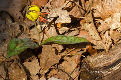 Trout Lily (Erythronium americanum)