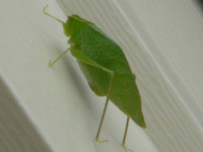 Big Green Bug, and yes there were still bugs out during the fall season