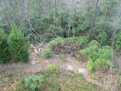 Our backyard