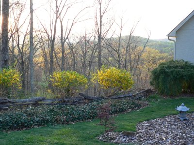 Front yard