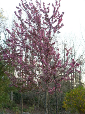 Tree in front yard