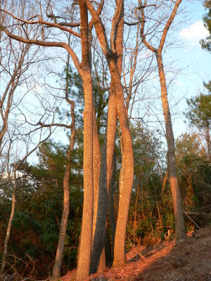 Tree in our backyard