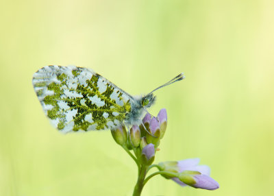 Oranjetipje - Orange Tip