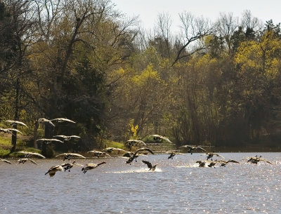 Canadian Geese Touching Down