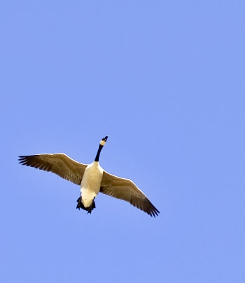 Lone Honker On Final