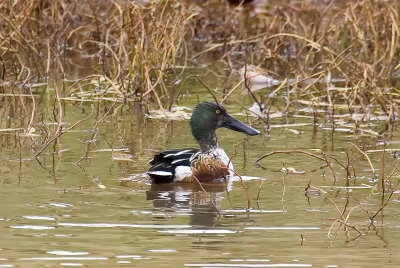 Northern Shoveler - Irritated