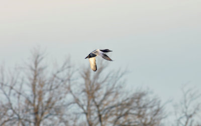 Canvasback Takeoff
