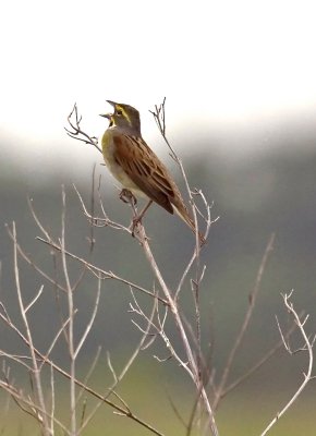 Dickcissel