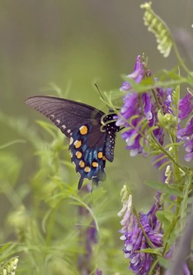 Black Swallowtail