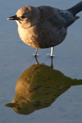 Reflection