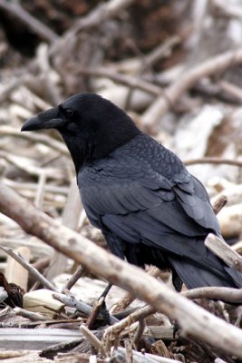 Crow in the the sticks