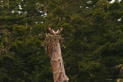 Osprey Returning Home