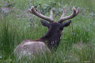 elk back a head