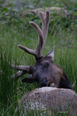 elk bussiness