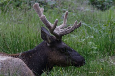 elk side profile12