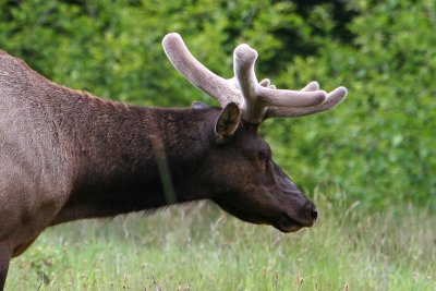 Elk Side Profile
