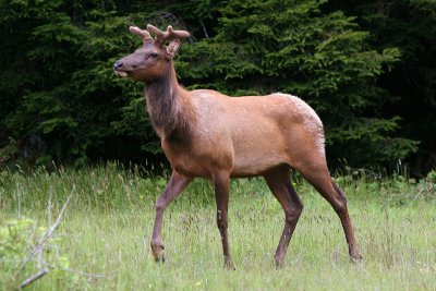 Elk - - small one