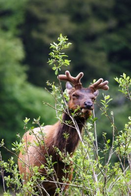 Elk Eating