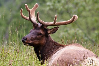 Elk Restin