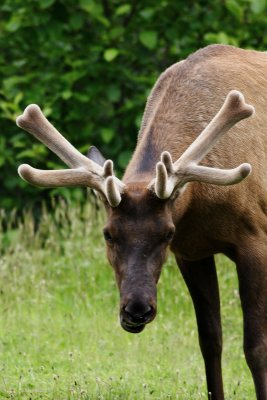 The Moose Look