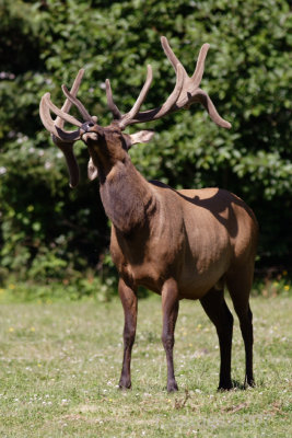 Elk