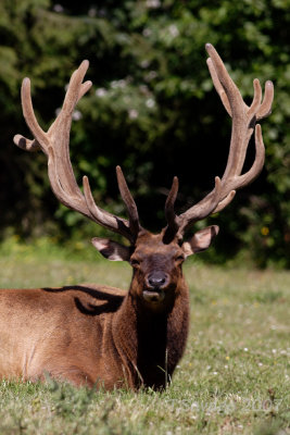 Rosevelt Elk
