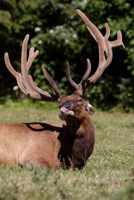 Elk