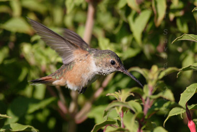 The Acrobat