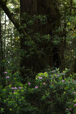 Redwood