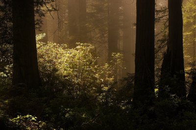 Redwood in Gloden Lite