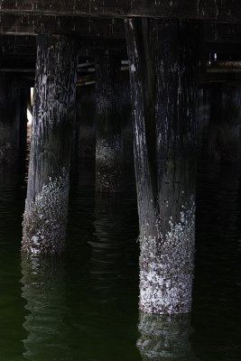 Pier Pile